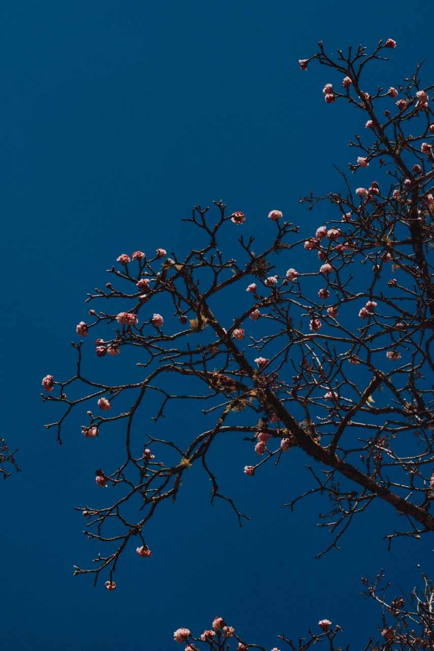 Nature photo by guycontrast