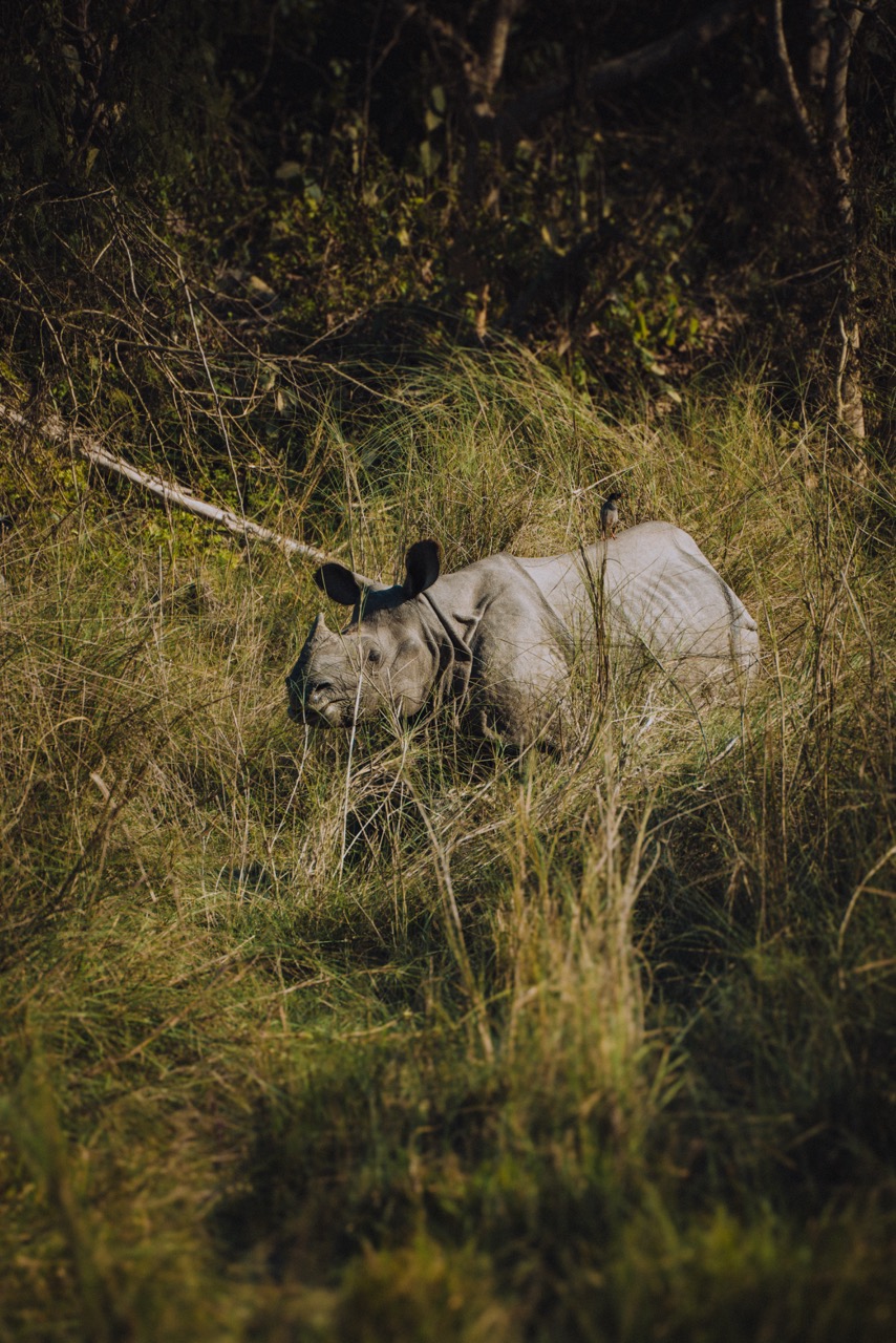 Wildlife photo by guycontrast