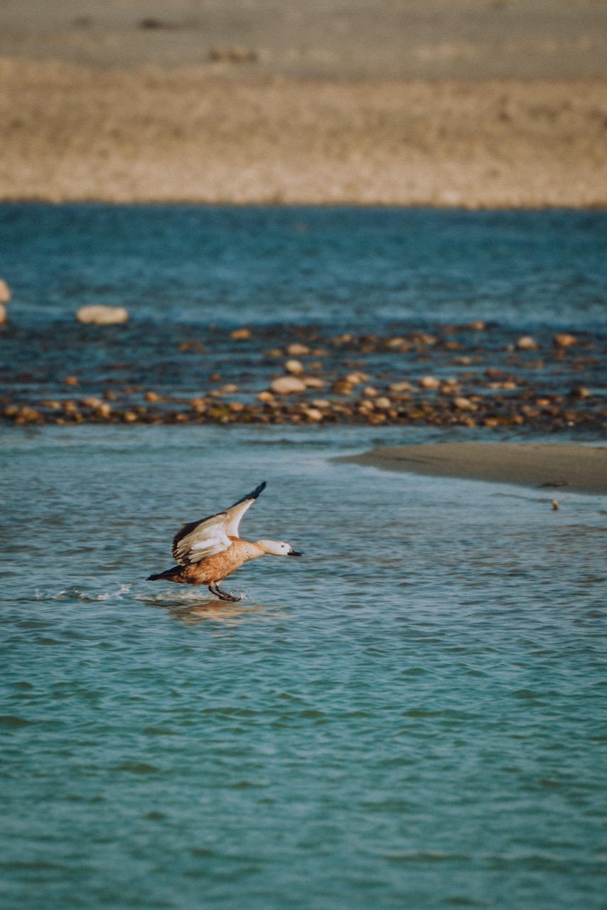 Wildlife photo by guycontrast