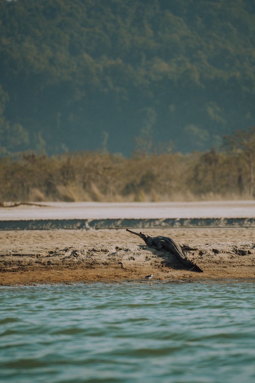 Wildlife photo by guycontrast