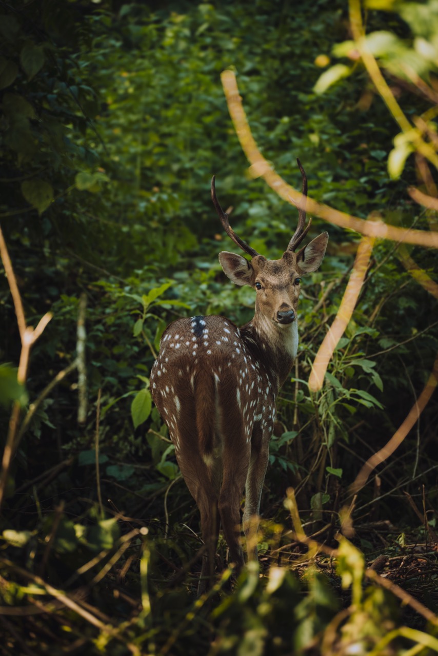 Wildlife photo by guycontrast