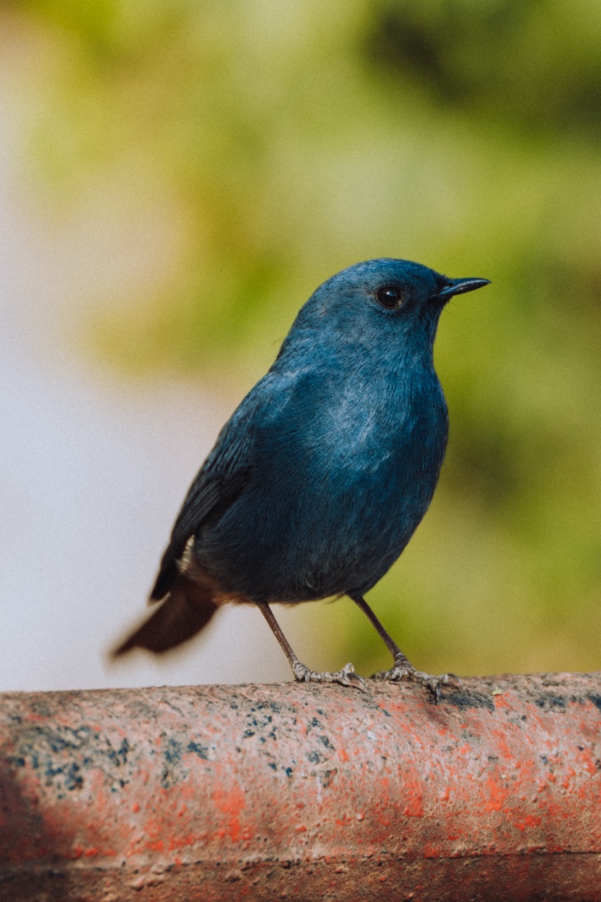 Wildlife photo by guycontrast