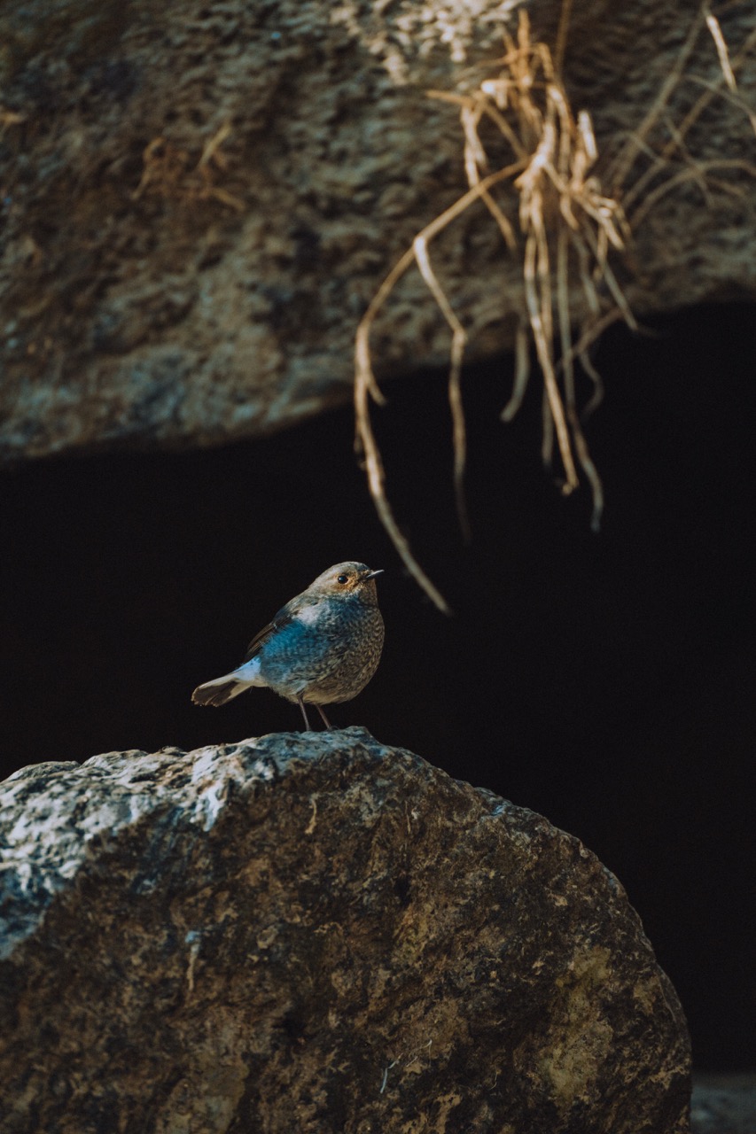 Wildlife photo by guycontrast