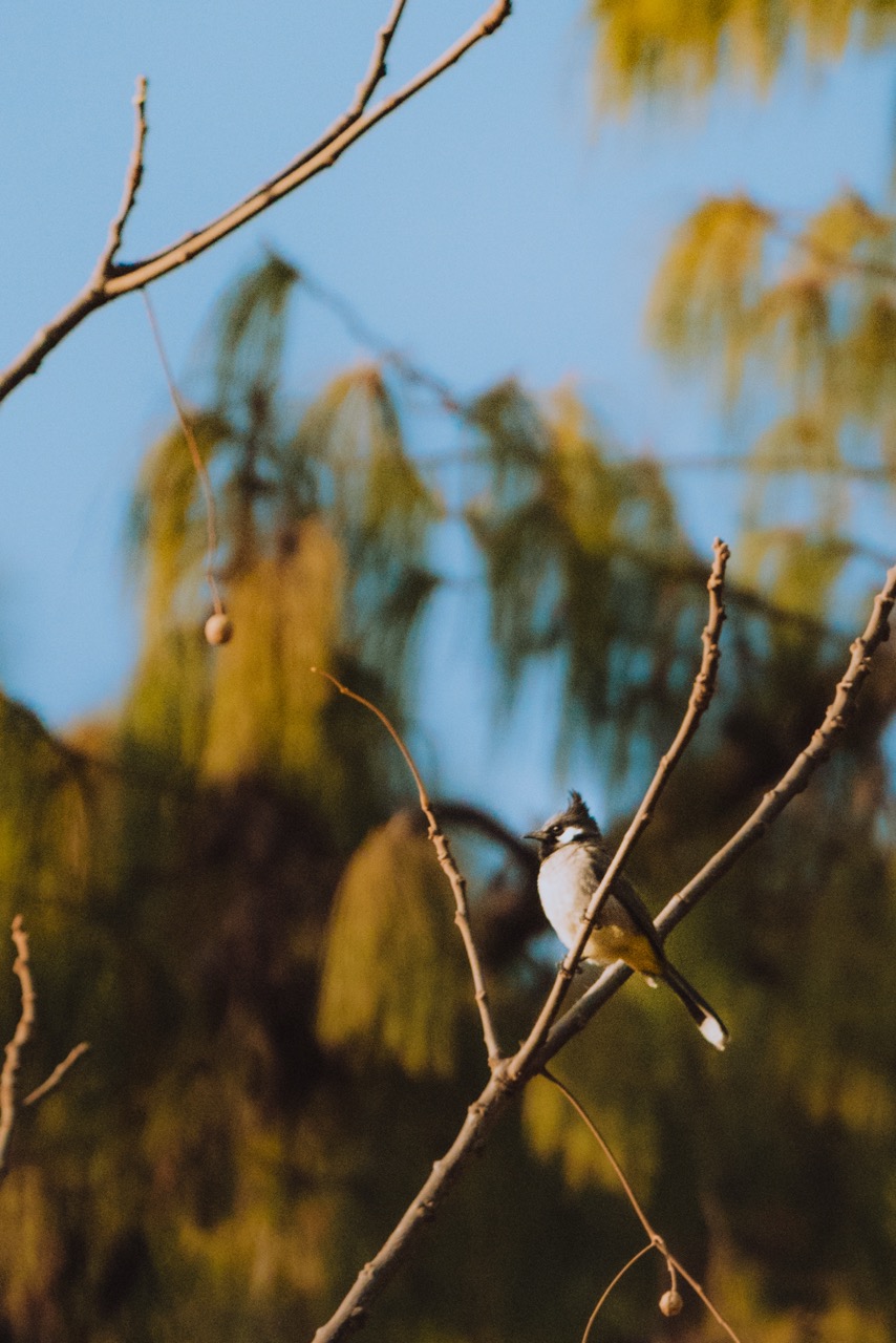 Wildlife photo by guycontrast