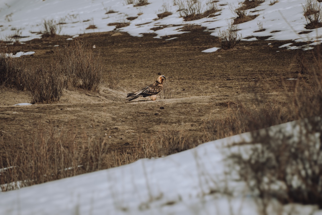 Wildlife photo by guycontrast