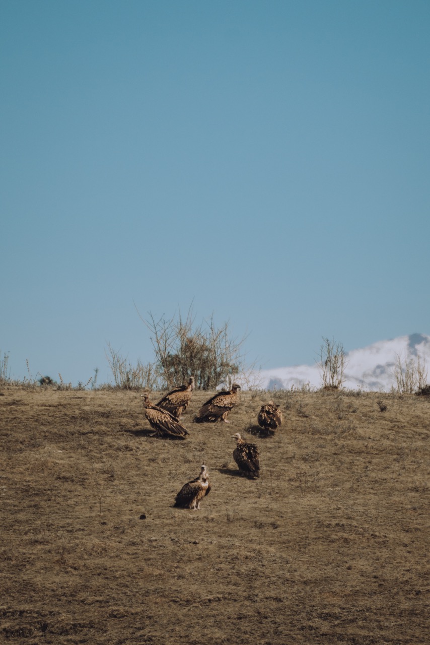 Wildlife photo by guycontrast