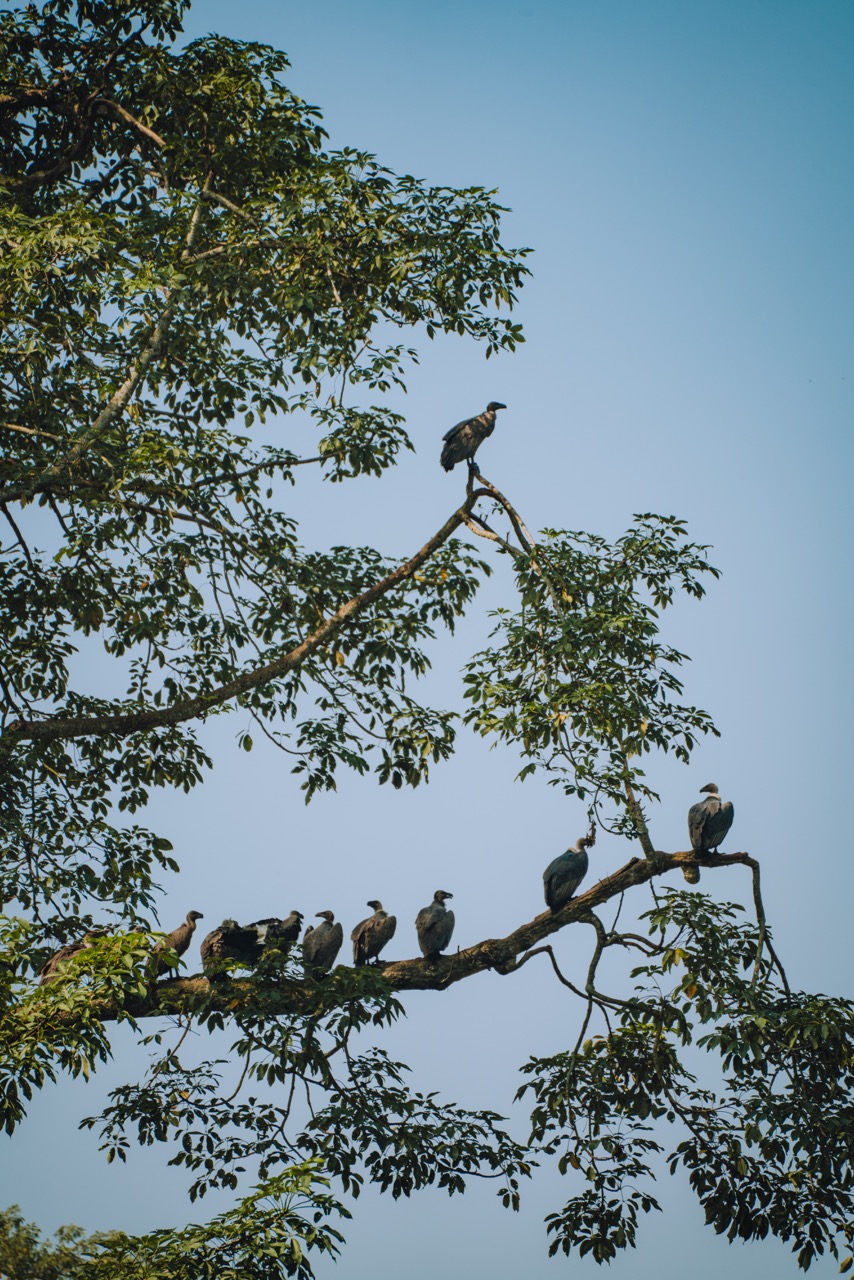 Wildlife photo by guycontrast