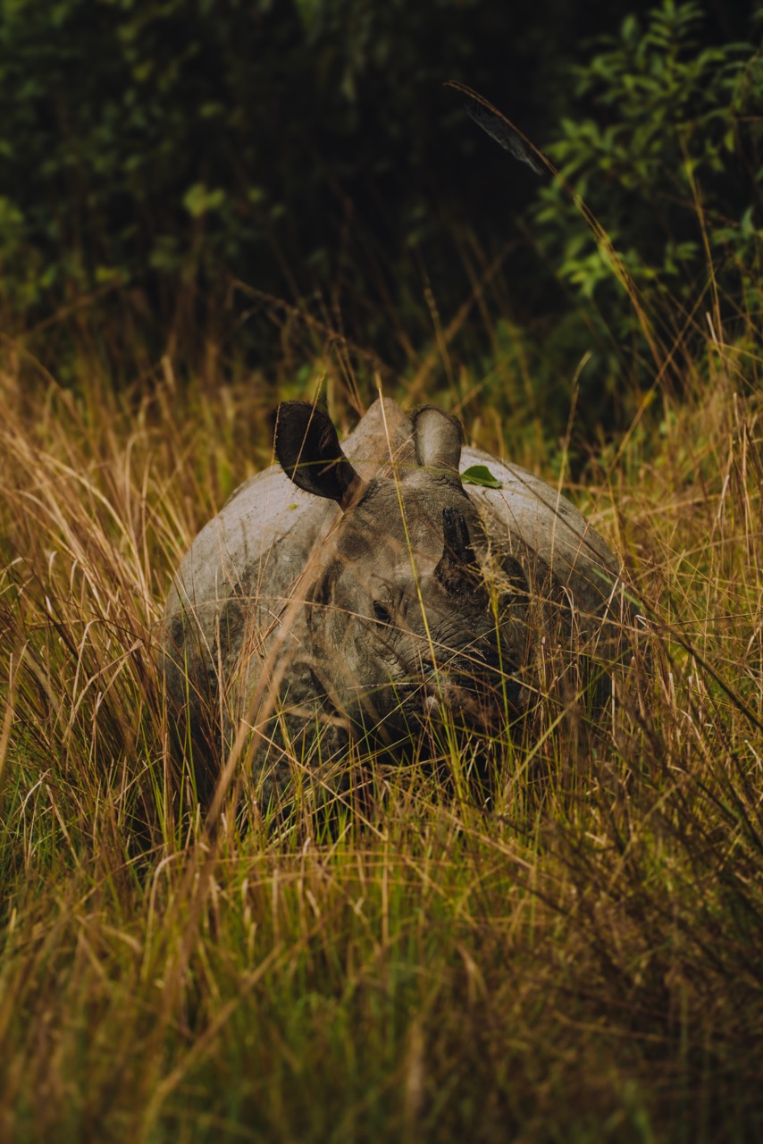 Wildlife photo by guycontrast