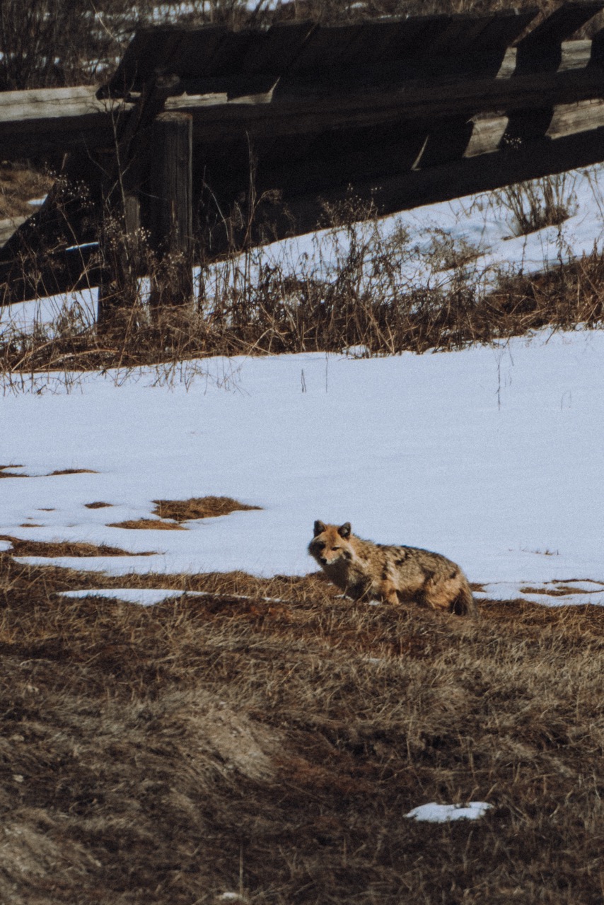 Wildlife photo by guycontrast