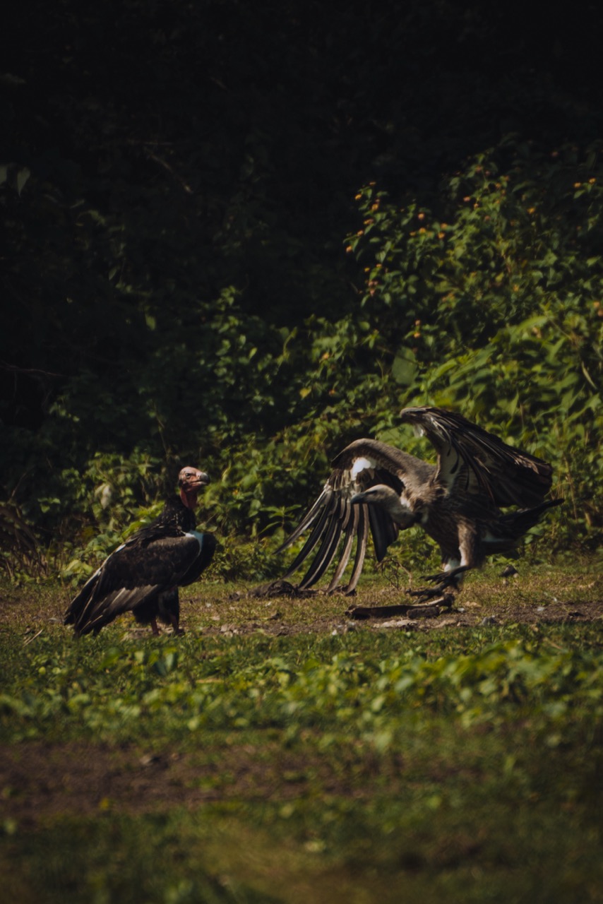 Wildlife photo by guycontrast