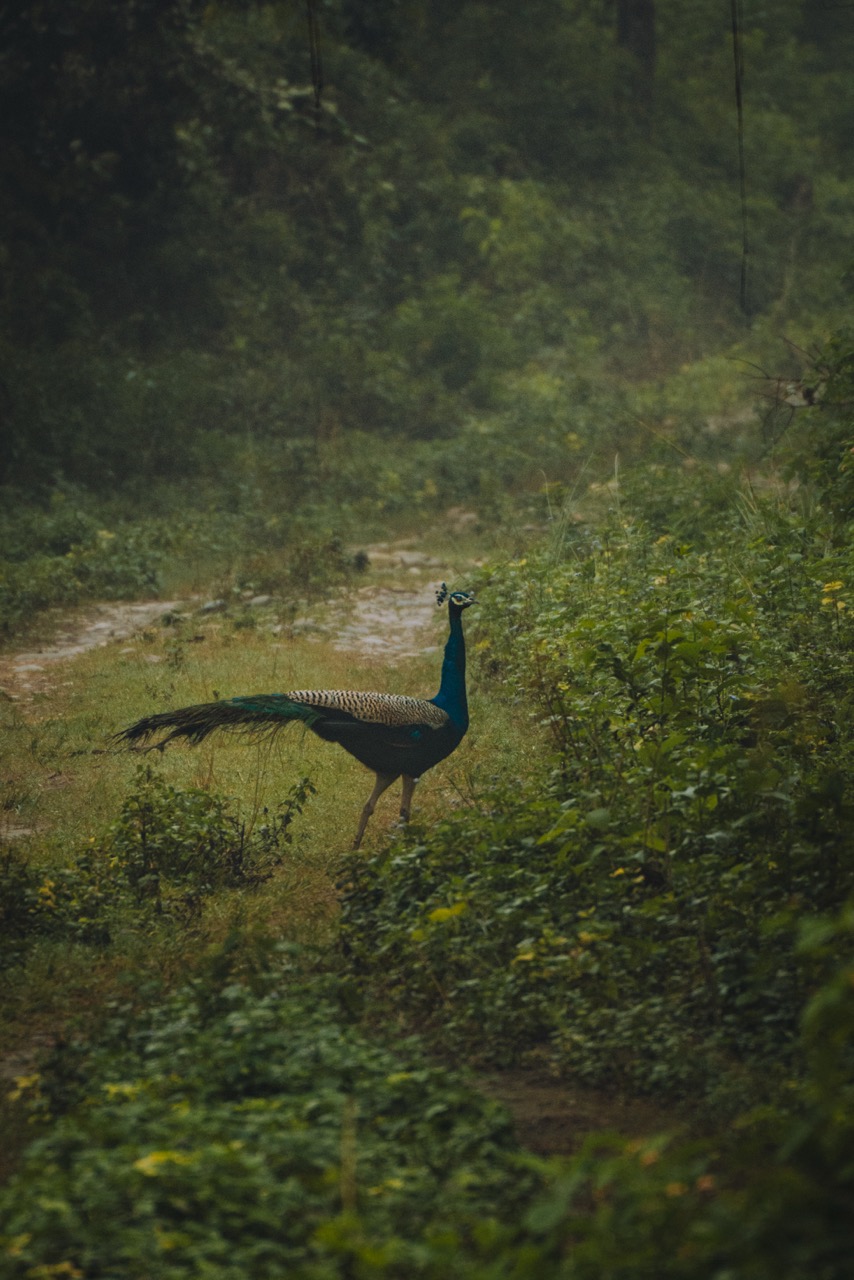 Wildlife photo by guycontrast