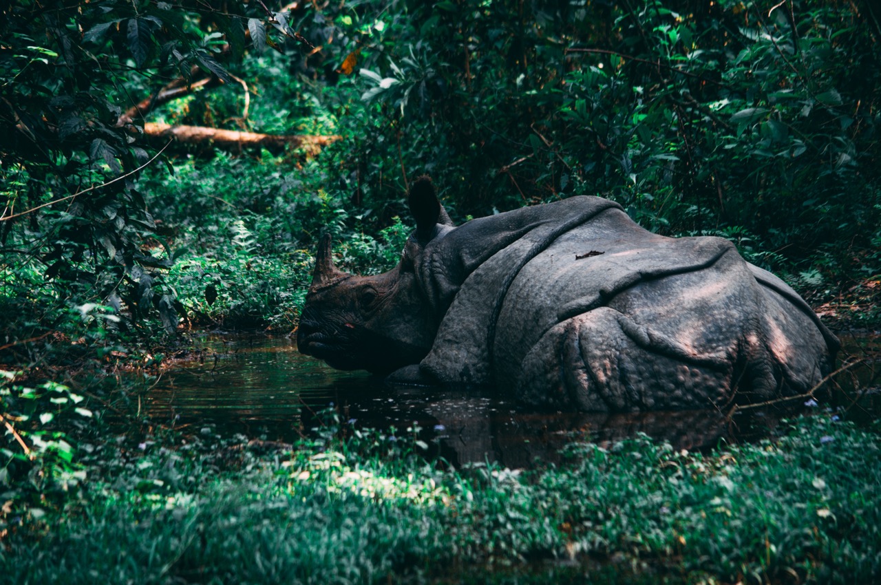 Wildlife photos